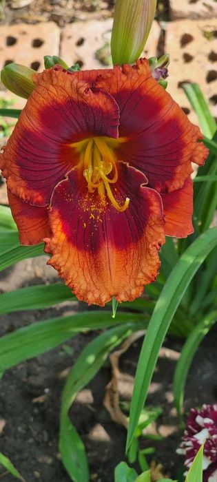 Хемерокалиси - богат избор