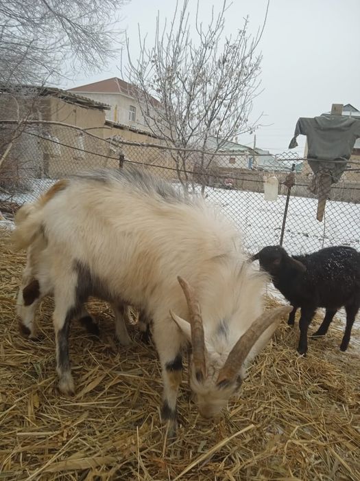 Козы хорошие животных