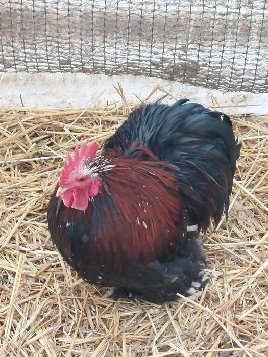 Vand sau schimb Cocos cochinchina pitic  10 luni