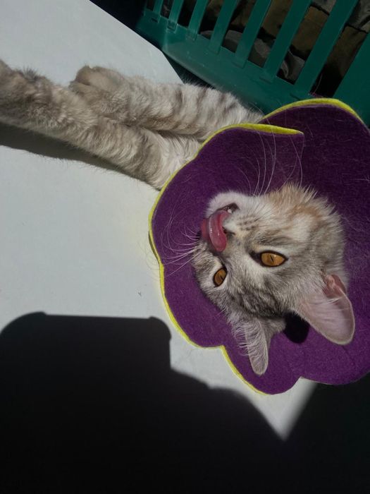 Сибирский кот в доброе руки кастрирован