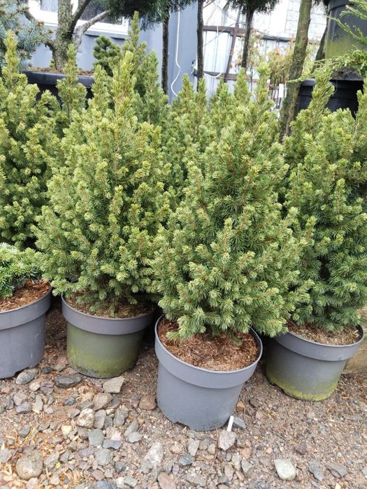 Саженцы большой ассортимент