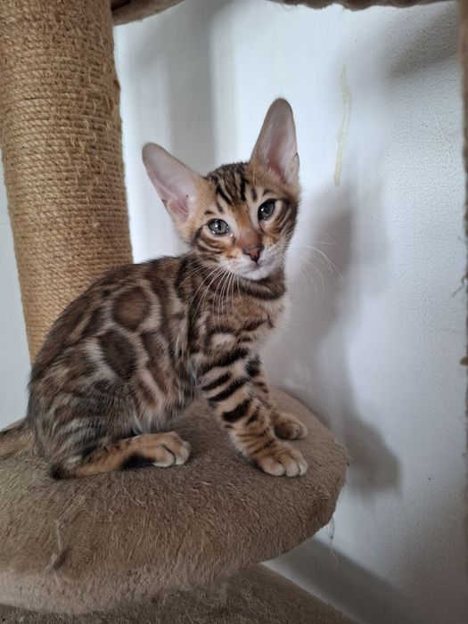 Котята Бенгальские. Кошки.