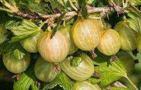 Arbusti Fructiferi (Agris Alb )