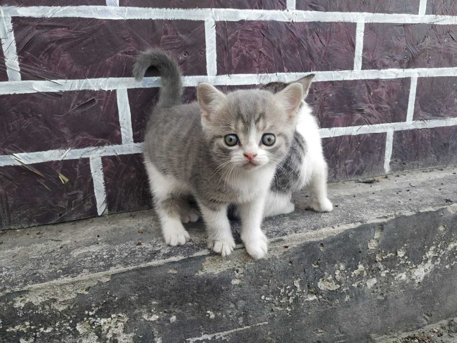 Отдам Котят бесплатно