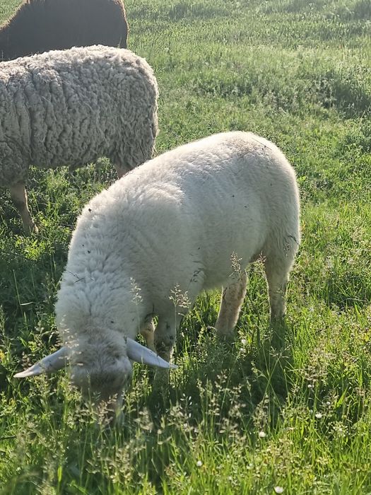 Vând  berbecuț  de  două luni jumate
