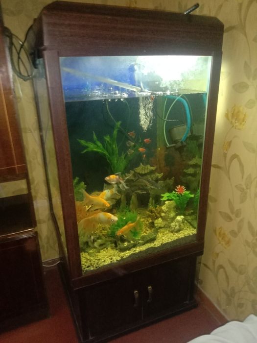 Аквариум с рыбками