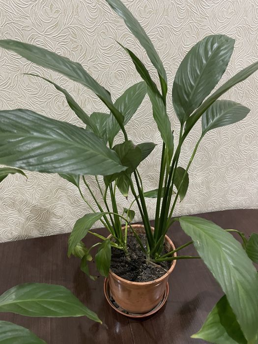 Продам цветы «Женское счастье»!