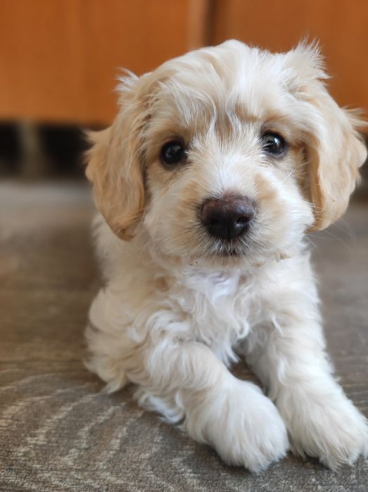 Bichon talie mica