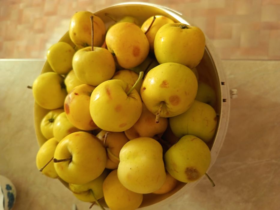 Продам яблоки-паданки дачные Медовые