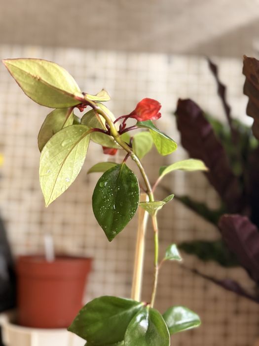 Нематантус (Nematanthus)  или Золотая рыбка