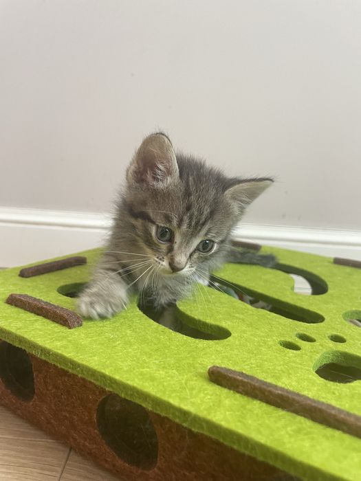 Наполовину британские котята