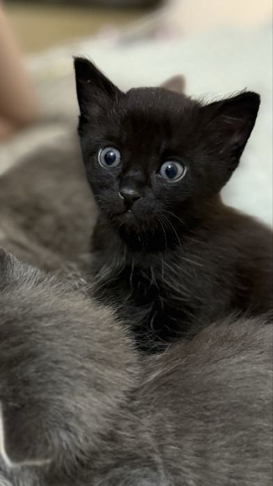 БЕСПЛАТНО, котята 1 мес