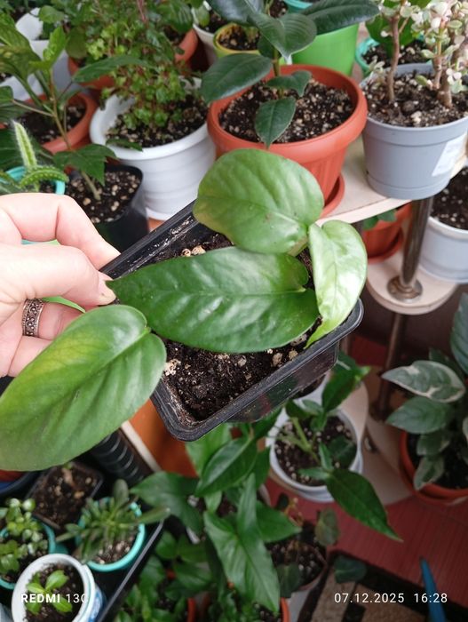 Продам комнатные растения