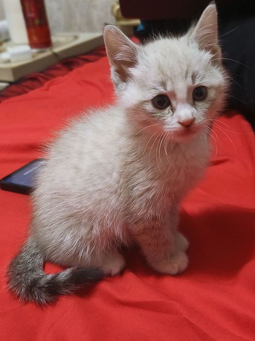 Срочно продаётся Сиамская кошка