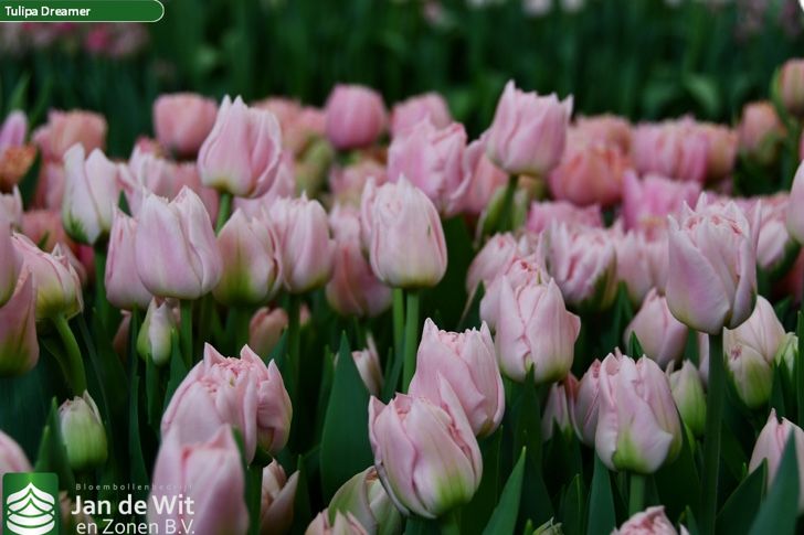 Тюльпаны из теплицы в Караганде к 8 марта