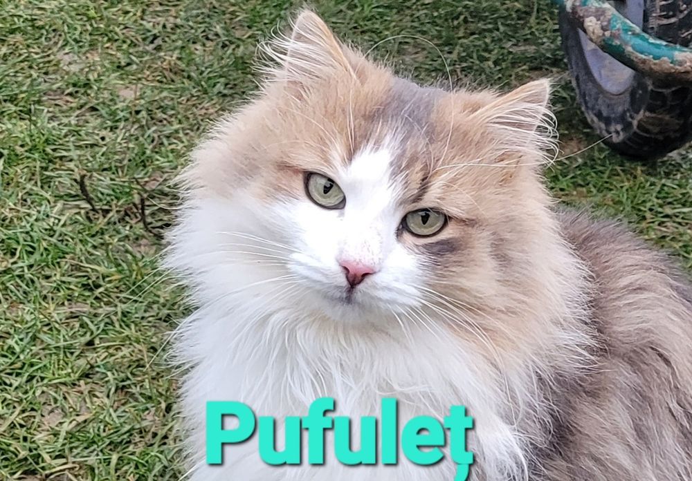 Pisici pentru donație