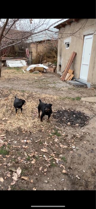 Ит жоғалды Собака потеряна