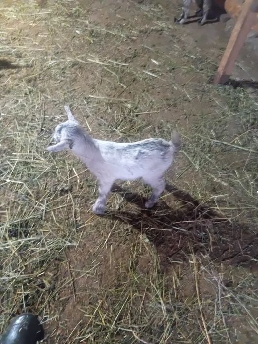 Vand ieduti de cresc la biberonu