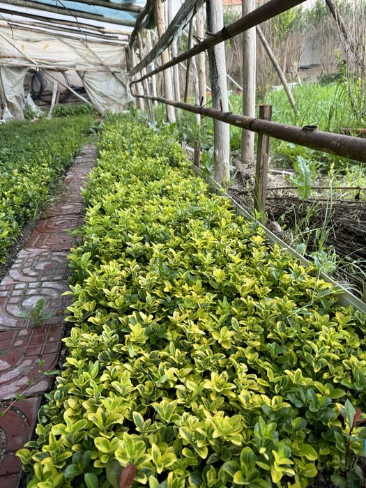 Бересклет оптом