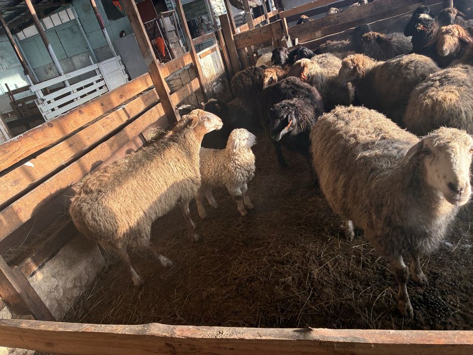 Қозлы қойлар Бараны на развод