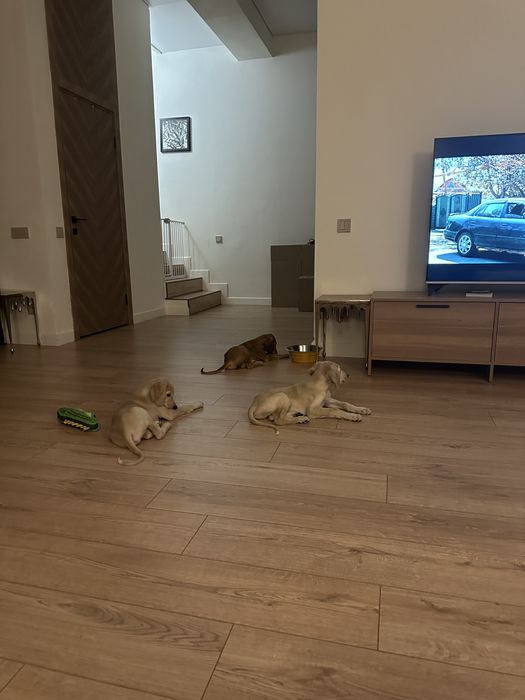 Продаётся щенок тазы — остался один!