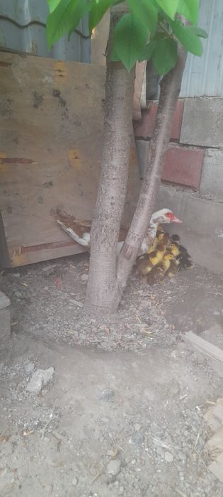 Продаётся индоутка