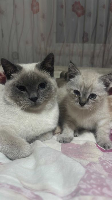 Отдам котенка в добрые руки!