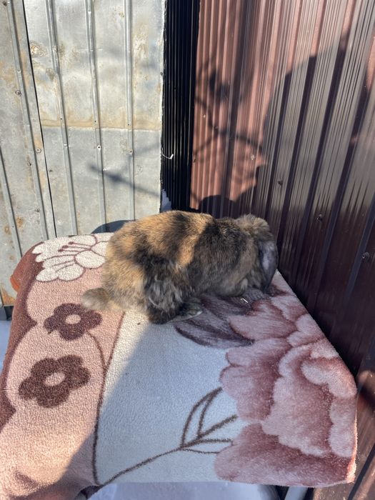 Iepuri Berbec German