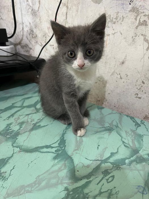 Отдам котенка бесплатно
