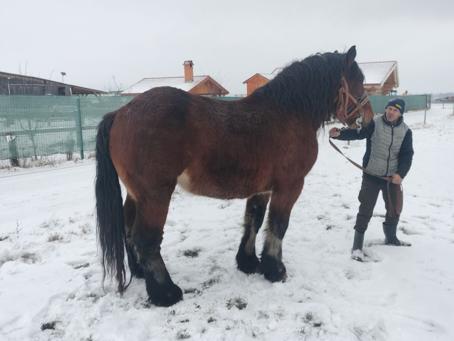 Iapă armăsar mânz mânza