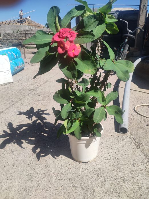 Комнатные цветы Малочай миля