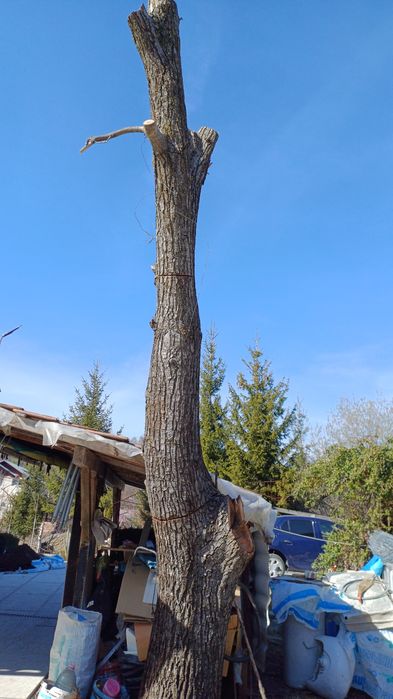 Trunchi nuc cu autorizatie de taiere.