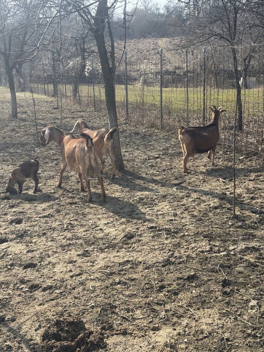 Capre anglonubian si alpina franceza