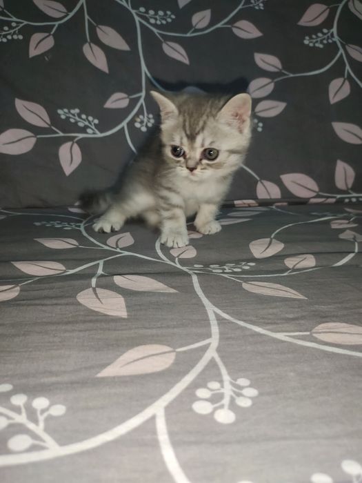 Котята пародистые 2 месяцев