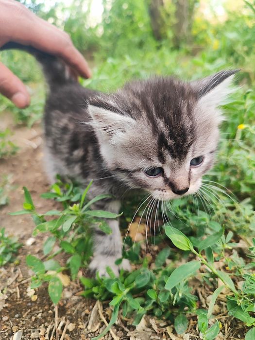Котята бесплатно