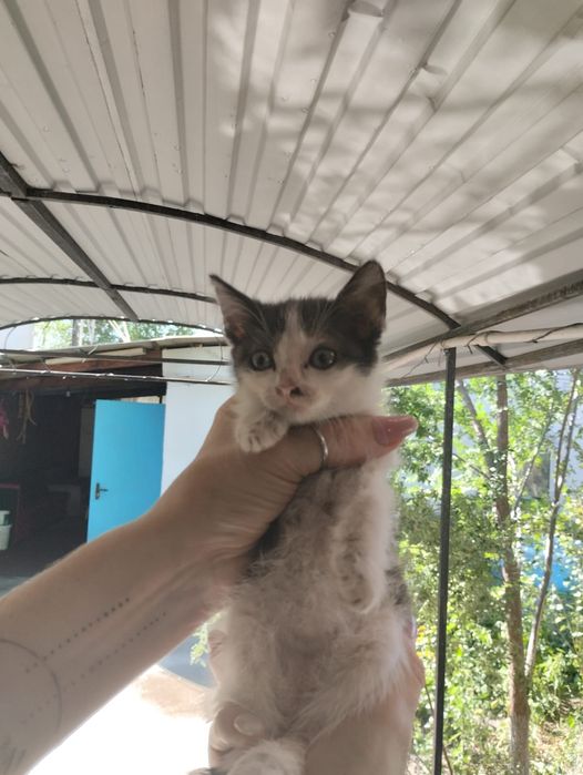 Отдам котят девочки