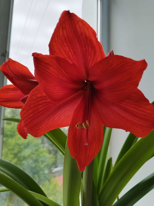 Гиппеаструм 3000