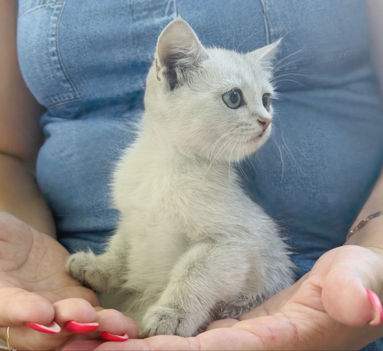 Котенок мальчик шиншил