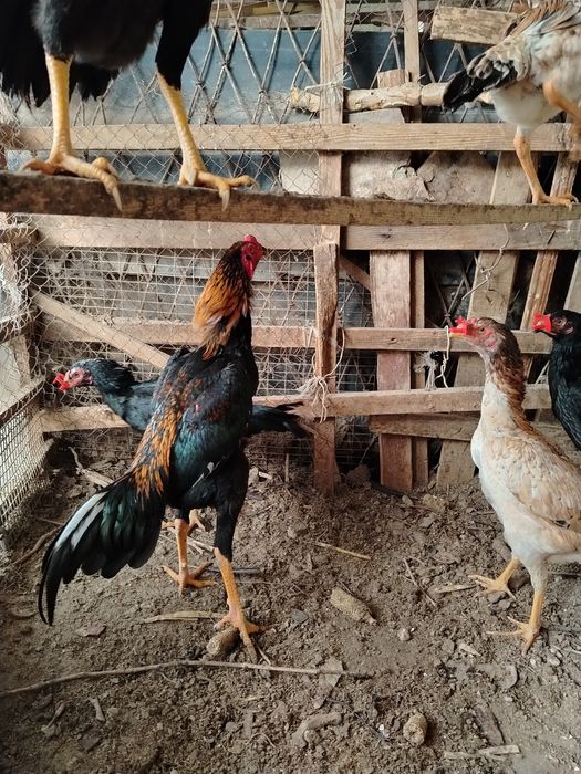 Дакан Тухум сотилади