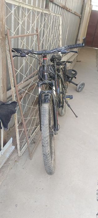 Velik sotiladi sikarasnoy rangi qora