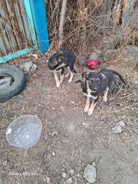 Два мальчика и девочка