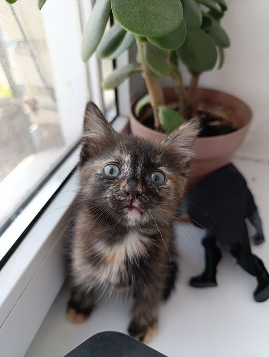 Кошечка в добрые руки