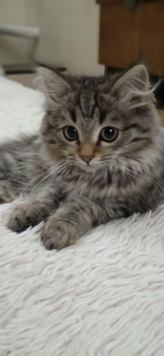 Котята симпатяги в добрые руки