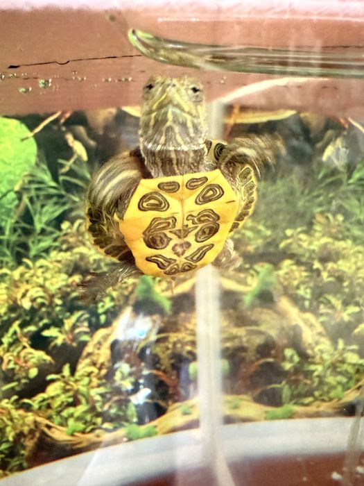 Черепахи кросноухие