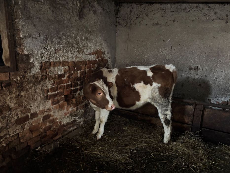 Vitea de vânzare de 8 luni în Domasnea