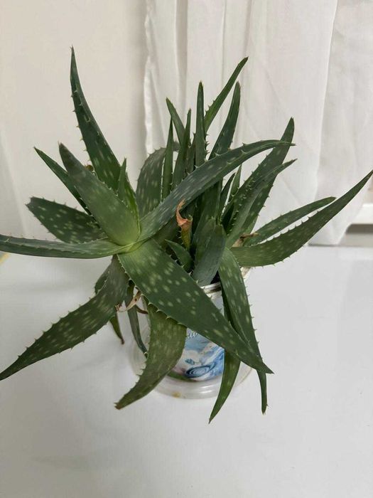 Продам Алое, Денежное дерево