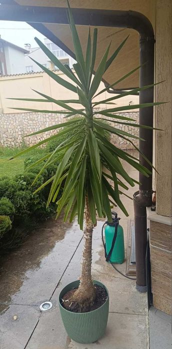 Юка 210 см, здрава