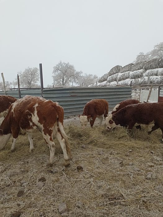 8бас потсос бычок сатылады 330сауда бар