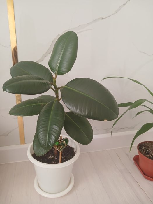 Фикус эластика сатылымда