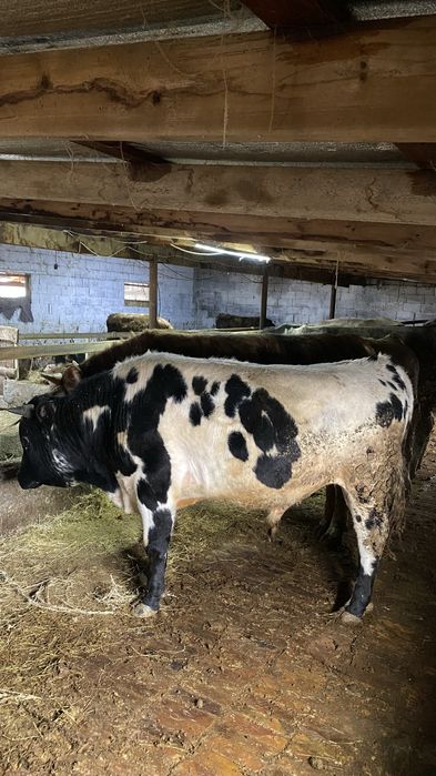 Бычок с откорм 5ай готовые